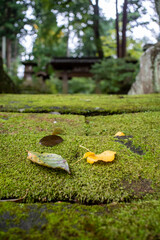鎌倉2410　浄智寺22　落ち葉