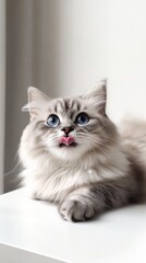 Adorable Long-Haired Cat with Striking Blue Eyes
