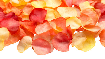 Beautiful flower petals on white background