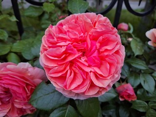 A pink-red rose in a garden among bright green leaves with delicate petals blooming in a natural environment in summer