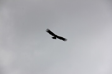 Black eagle in flight, rain clouds in the back