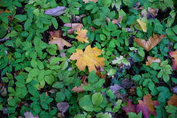 autumn leaves on the ground