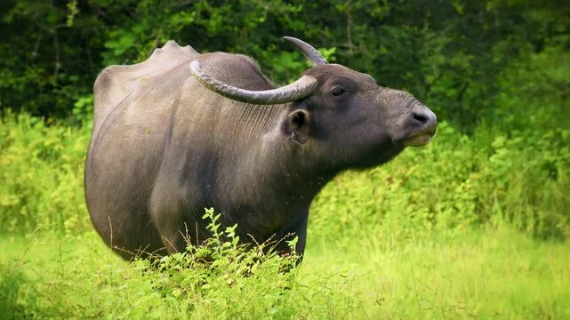 Wild water buffalo Bubalus arnee, also Asian or Asiatic buffalo, large bovine native to Indian subcontinent and Southeast Asia, ancestor of domestic water buffalo on the green grass in jungle.