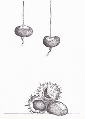 Pen and ink drawing of conkers, horse chestnuts