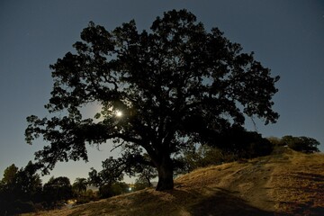 Obraz premium Moonlight through the branches of an old oak, Shell Ridge, Walnut Creek, CA