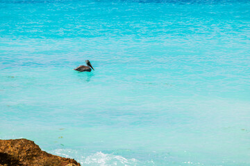 Pelican floating on turquoise waters near rocky shore in Caribbean Sea, Aruba.