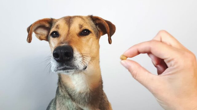 Feeding pet. person persuades dog to eat small piece of food. woman's hand gives treat to mongrel dog close-up. animal refuses to eat, eating disorder problems