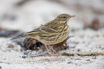 Meadow pipit (Anthus pratensis)