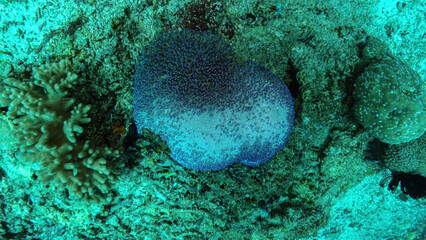 Vibrant coral formations and a prominent giant anemone create a captivating underwater scene, showcasing the rich biodiversity of bali's marine ecosystem © Alexandre Patchine