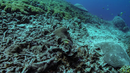School of fish swimming over a damaged coral reef in bali, showing the devastating effects of coral bleaching and environmental damage