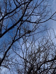 tree branches against blue sky