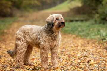 female briard dog on an autumn walk in the forest