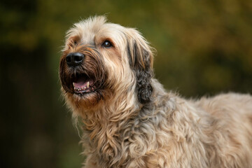 portrait of a female briard dog