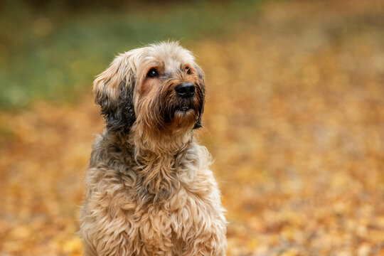 portrait of a female briard dog, colourful autumn leaves in the background
