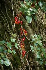 Red berries growing on vines against the textured bark of a tree. 