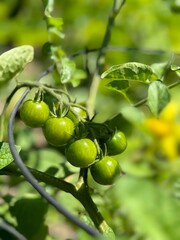 Green Garden Tomatoes