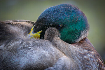 A green duck waking up from a nap