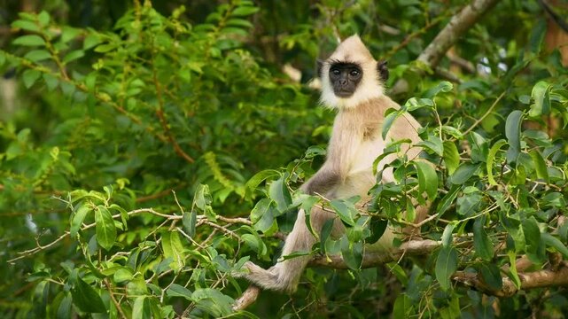 Tufted gray langur Semnopithecus priam also known Madras gray and Coromandel sacred langur, Old World mainly a leaf-eating monkey, found in southeast India and Sri Lanka, feeds on the tree.