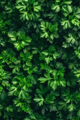 Green parsley texture background, petroselinum crispum leaves pattern, fresh herbal leaves banner