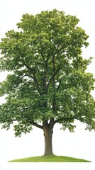 Lush Green Tree Isolated on White Background