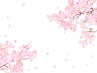 ウグイスのいる桜の木ー美しい薄いピンク色の桜の花と花びら春の水彩白バックフレーム背景素材イラスト