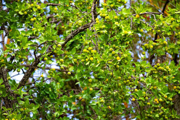 Ripe edible wild fruit from the Brazilian cerrado biome, fruit known as cagaita (Stenocalyx dysentericus) of the Magnoliopsida class and the Myrtaceae family.