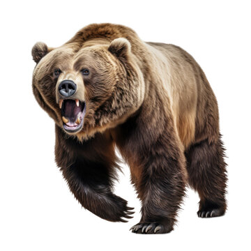 A roaring bear in a dynamic pose, showcasing its powerful presen
