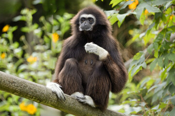 lar gibbon white-handed gibbon, an endangered primate in the gibbon family