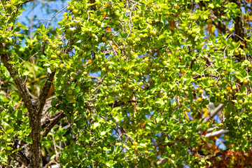 Ripe edible wild fruit from the Brazilian cerrado biome, fruit known as cagaita (Stenocalyx dysentericus) of the Magnoliopsida class and the Myrtaceae family.