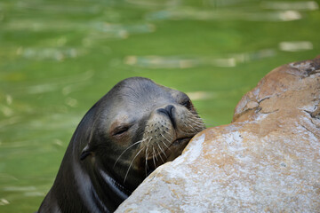 Naklejka premium fur seal on the shore, selective focus