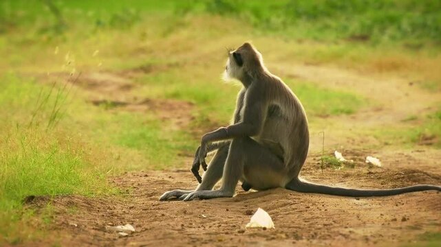 Tufted gray langur Semnopithecus priam also known Madras gray and Coromandel sacred langur, Old World mainly a leaf-eating monkey, found in southeast India and Sri Lanka, feeds on rice field.