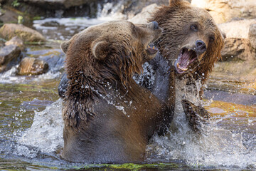 two Wild brown bear ,ursus arctos playing in water