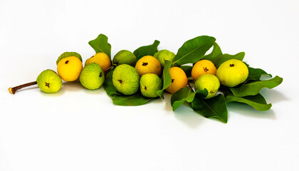 Ripe edible wild fruit from the Brazilian cerrado biome, fruit known as cagaita (Stenocalyx dysentericus) of the Magnoliopsida class and the Myrtaceae family.