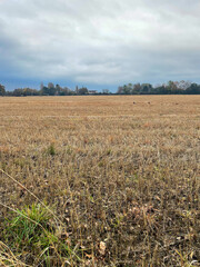 Fototapeta premium Field in England at dusk
