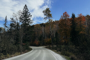 Obraz premium The road is in an autumn forest with a blue sky and white clouds.