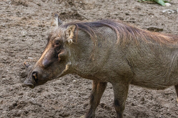 common warthog, standing very near by