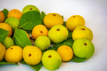 Ripe edible wild fruit from the Brazilian cerrado biome, fruit known as cagaita (Stenocalyx dysentericus) of the Magnoliopsida class and the Myrtaceae family.