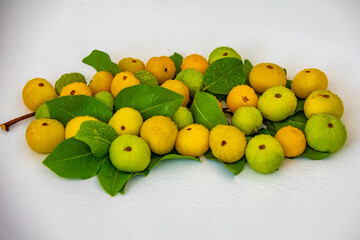 Ripe edible wild fruit from the Brazilian cerrado biome, fruit known as cagaita (Stenocalyx dysentericus) of the Magnoliopsida class and the Myrtaceae family.