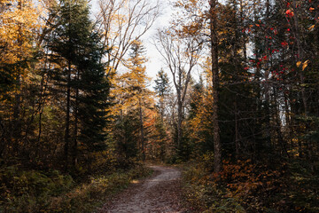 Path in autumn forest with colourful trees and fallen leaves on the ground. Quebec, Canada. 