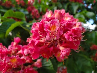 pink and white flowers