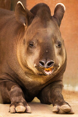 Fototapeta premium portrait of Tapirus terrestris