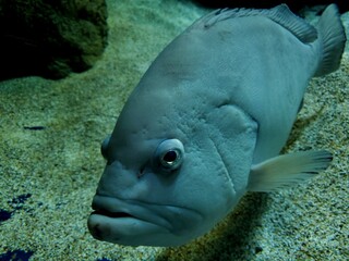 fish in aquarium