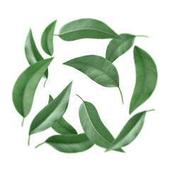 Green leaves swirling in air on white background
