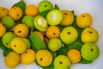 Ripe edible wild fruit from the Brazilian cerrado biome, fruit known as cagaita (Stenocalyx dysentericus) of the Magnoliopsida class and the Myrtaceae family.
