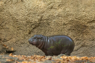 Fototapeta premium Pygmy hippopotamus Choeropsis liberiensis