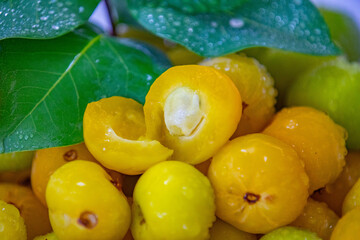 Ripe edible wild fruit from the Brazilian cerrado biome, fruit known as cagaita (Stenocalyx...