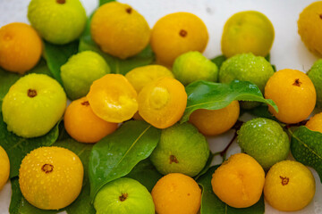 Ripe edible wild fruit from the Brazilian cerrado biome, fruit known as cagaita (Stenocalyx dysentericus) of the Magnoliopsida class and the Myrtaceae family.