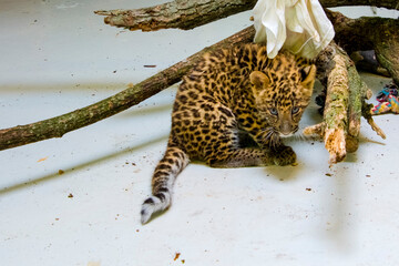 North Chinese leopard baby in a zoo