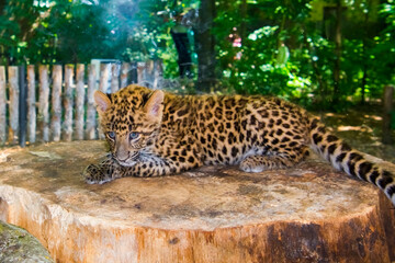 North Chinese leopard baby in a zoo