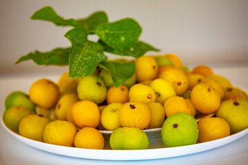 Ripe edible wild fruit from the Brazilian cerrado biome, fruit known as cagaita (Stenocalyx dysentericus) of the Magnoliopsida class and the Myrtaceae family.